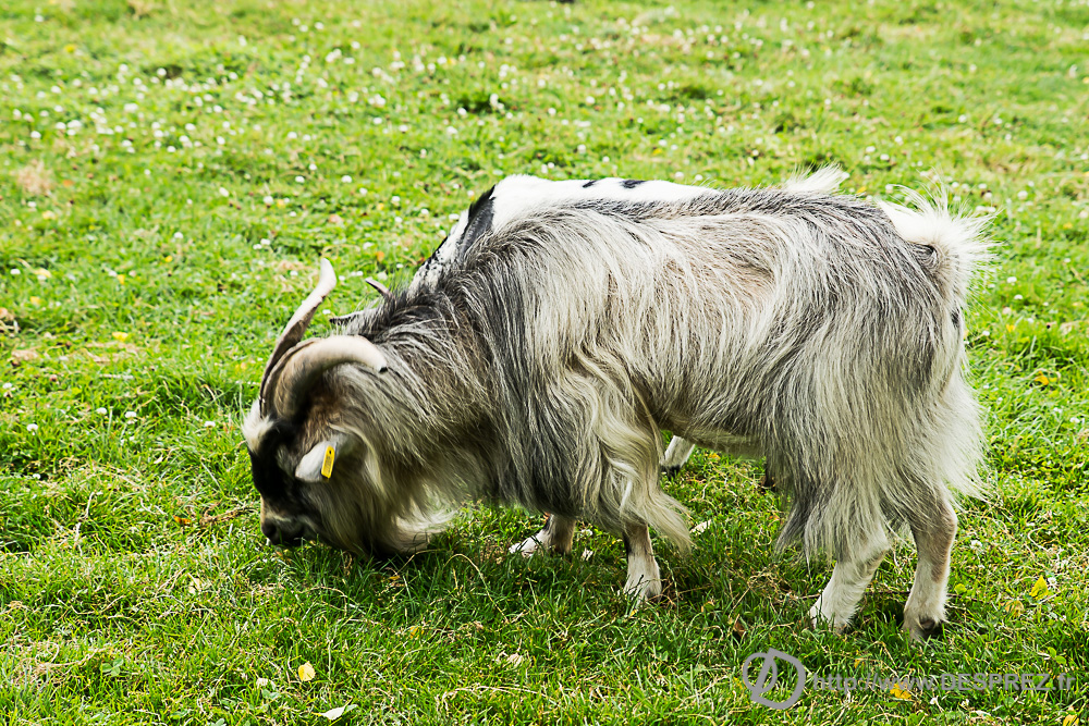 2017-07-20-DSC05286
